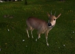 Deer Hunter 2005