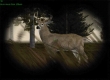 Cabela's Ultimate Deer Hunt 2