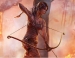 BestGamer.Ru    Tomb Raider